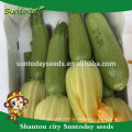 Suntoday vegetal asiático NÃO GMO híbrido F1 abóbora verde luz orgânica Kabocha sementes de abóbora japonesa (17011)